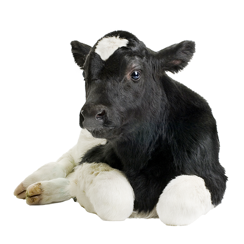 RAW-Calf