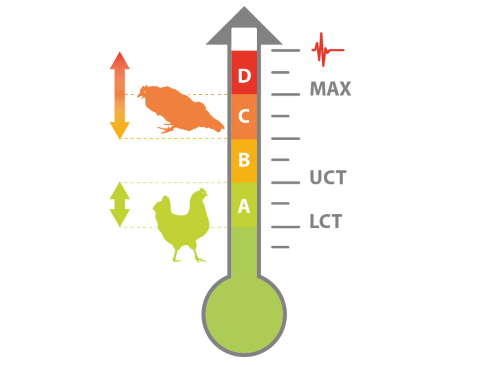 Heat stress in poultry explained Nutrex