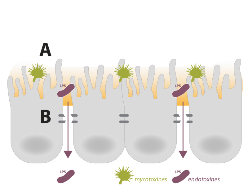 Synergistic-effect-gut-permeability