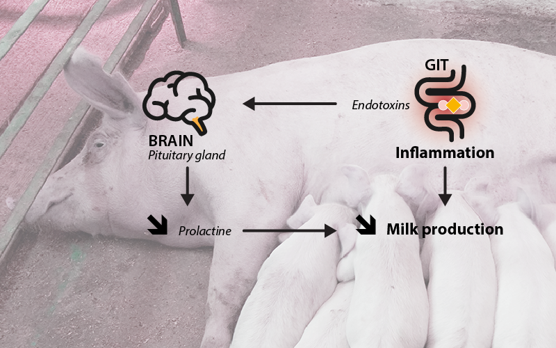 effect of endotoxins on milkproduction