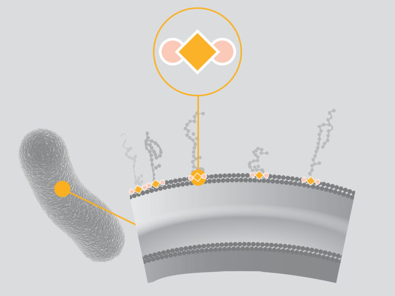 Location endotoxins in bacteria