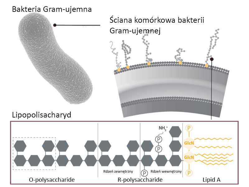 Rysunek 1. Struktura LPS