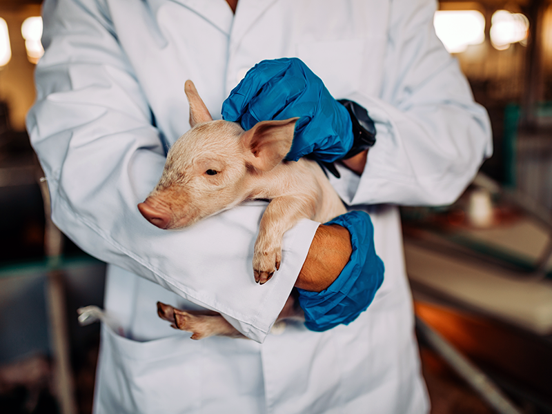 How endotoxins contribute to SINS development?
