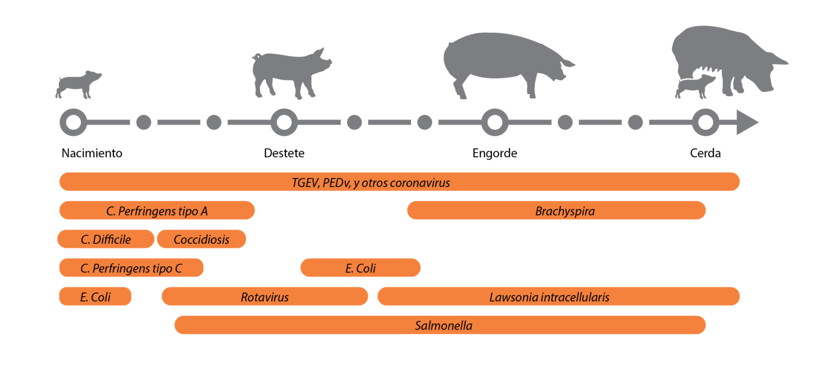 Trastornos comunes por grupo de edad La vida de un cerdo está llena de retos fisiológicos y ambientales, y cada etapa presenta riesgos específicos para la salud intestinal y el rendimiento general. Incluso antes del nacimiento, la disponibilidad de nutrientes y la salud materna desempeñan un papel fundamental en el desarrollo de los lechones. Tras el nacimiento, los lechones se enfrentan a presiones adicionales, entre ellas el estrés del destete, la exposición a patógenos y los cambios en la dieta que pueden comprometer la integridad intestinal. A medida que los cerdos crecen y llegan a la fase de engorde, la exposición continua a patógenos y factores de estrés ambientales pone aún más a prueba su resistencia.