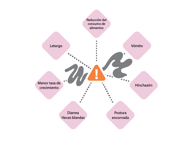 Síntomas de una mala salud intestinal Para detectar problemas de salud intestinal en los cerdos es necesario observar atentamente diversos indicadores físicos y de comportamiento. Preste atención a estos indicadores clave: