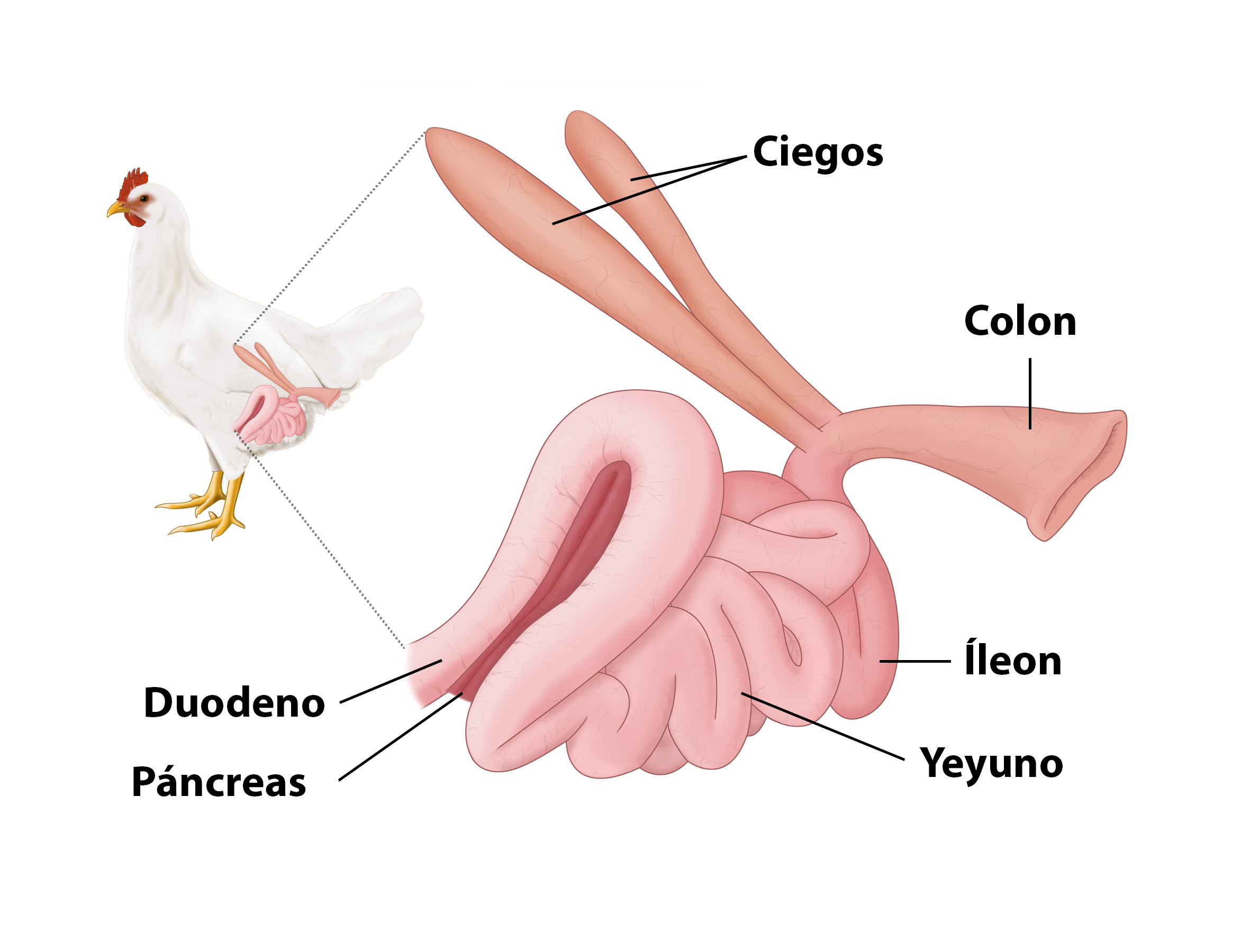 Los pollos de engorde han sido genéticamente seleccionados para un alto consumo de alimento que les permita alcanzar altas tasas de crecimiento, lo que requiere un sistema digestivo capaz de procesar y absorber grandes cantidades de alimento de manera eficaz. El tracto digestivo consta de