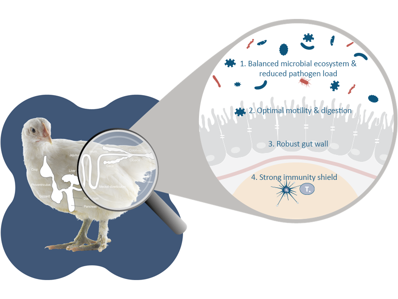 InteStim is a gut health feed additive for poultry, pigs, and calves designed to strengthen intestinal health, balance the microbiome, and support immune resilience under production pressure