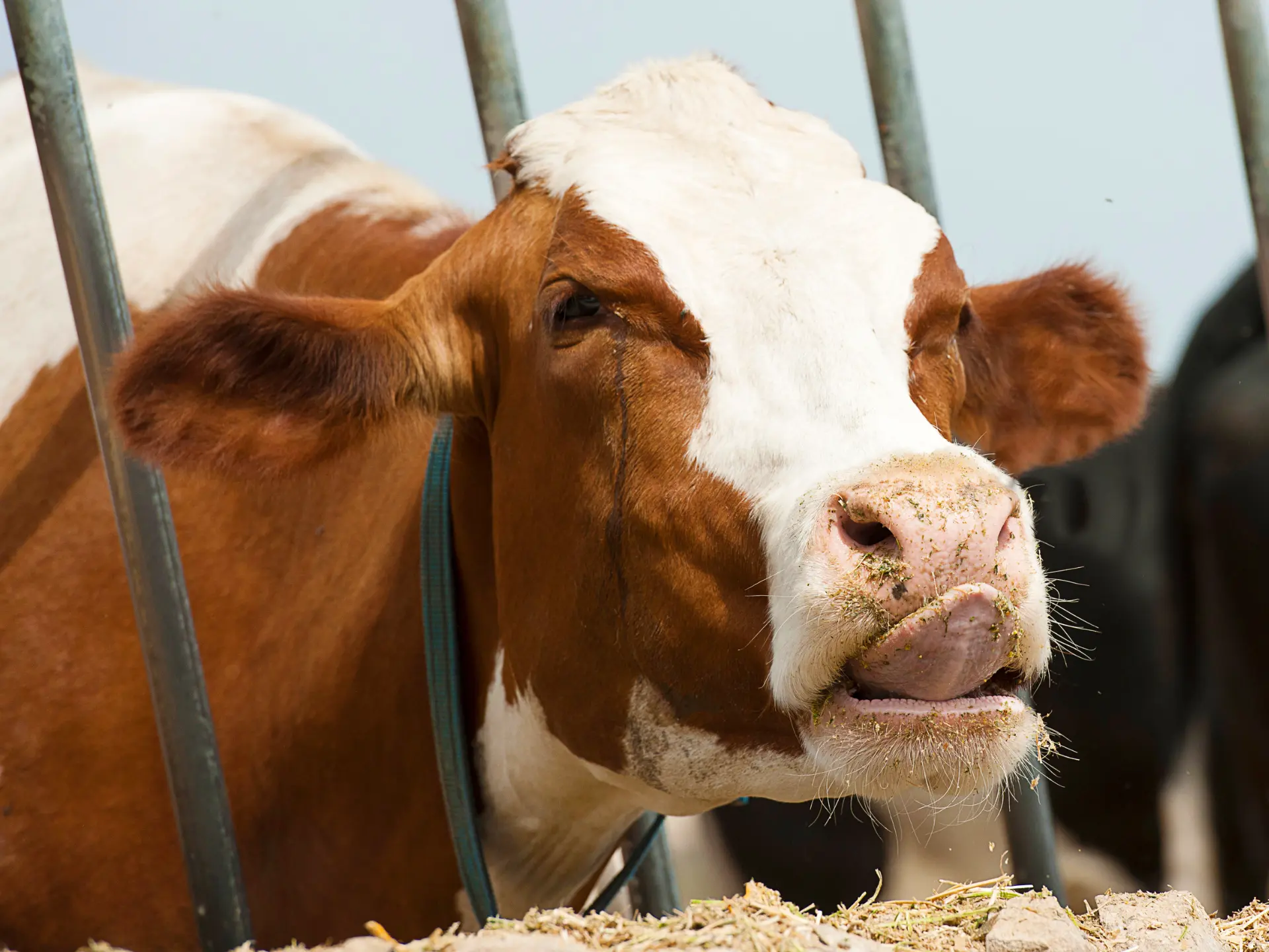 natural-feed-flavors-BG-FP-FLA-RUM-cow-eating-tongue-1920x1440px-png