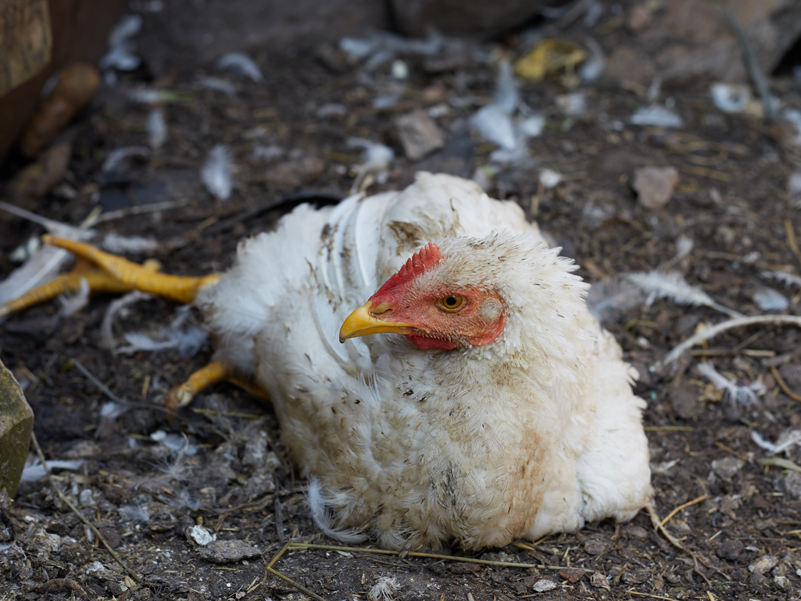 Broilers are bred for rapid growth, making them particularly vulnerable to oxidative stress due to their high metabolic rates.