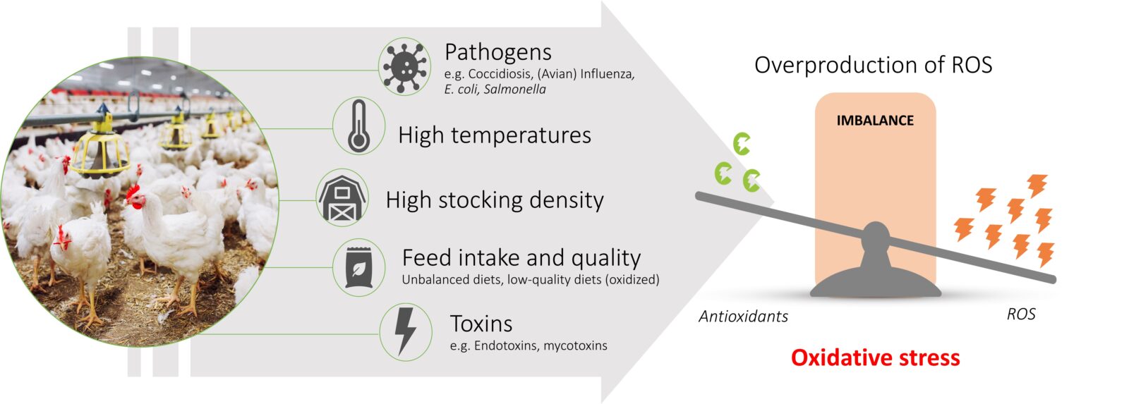 oxidative-damage-poultry-pigs-IMG-GEN-INS-stress factors-8010x2871px Stress factors in intensive production that cause overproduction of reactive oxygen species (ROS), resulting in an imbalance with antioxidants and oxidative stress